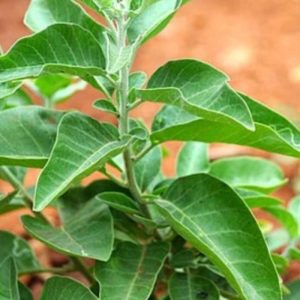 ASHWAGANDHA SEEDLING