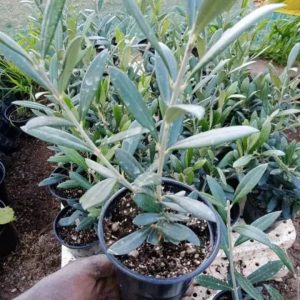 OLIVE SEEDLINGS