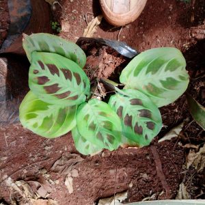 Peacock head plant seedlings