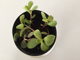 Purslane seedling