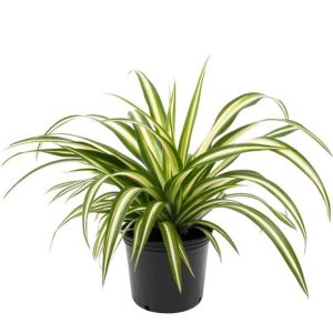 Spider Plant