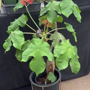 Red Janthropa seedling