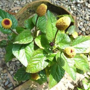 Toothache plant seedling