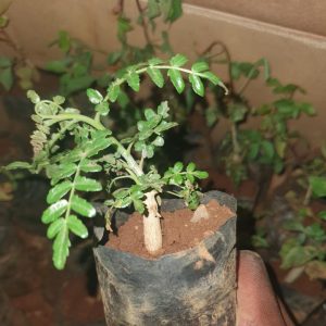 FRANKINCENSE SEEDLING
