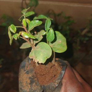 MYRRH SEEDLING