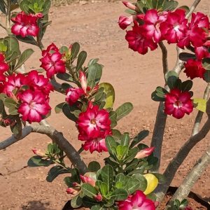 Dessert Rose plant