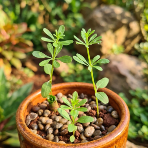 TIMITIMI SEEDLING