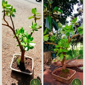 JADE BONSAI PLANT