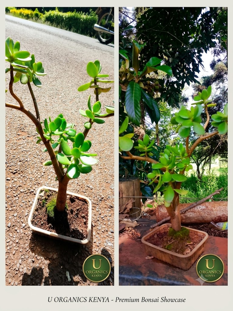 JADE BONSAI PLANT